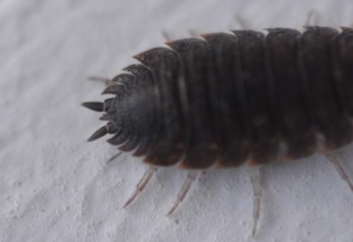 Porcellio scaber
